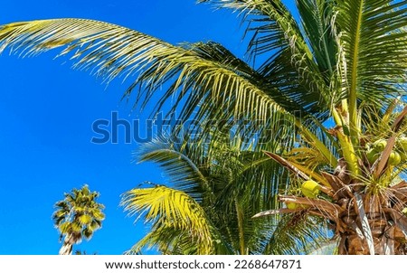 Tropical natural mexican palms palm tree coconut trees with coconuts and blue sky background in Zicatela Puerto Escondido Oaxaca Mexico.