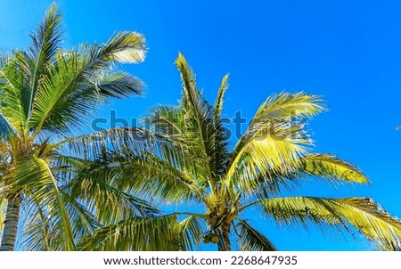 Tropical natural mexican palms palm tree coconut trees with coconuts and blue sky background in Zicatela Puerto Escondido Oaxaca Mexico.