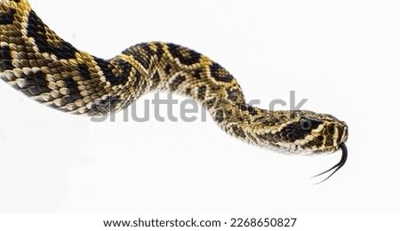 Eastern Diamondback rattlesnake - crotalus adamanteus isolated on white background side profile view of head with tongue out.  neonate to a few weeks old, wild animal in north Florida