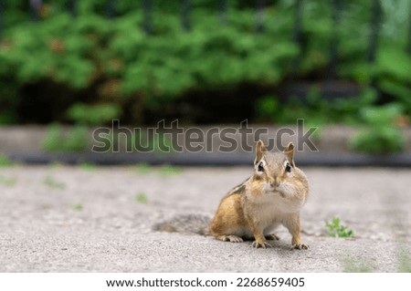 Eastern Chipmunk (Tamias striatus) standing on a mossy log with its cheek pouches full of food 