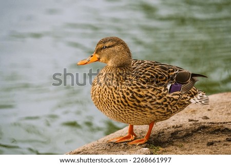 Mallard duck (Anas platyrhynchos), female, standing on the beach, close to the lake. Close up portrait of wild duck on the beach Royalty-Free Stock Photo #2268661997