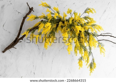 Beautiful bright yellow mimosa flowers on a textured white background