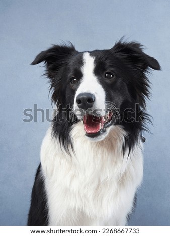Happy dog on a blue background. black and white border collie funny muzzle in studio
