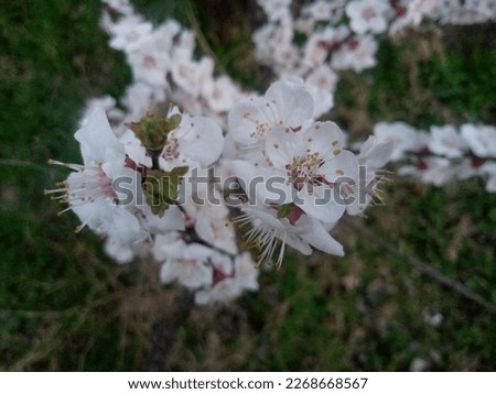 These are apricot flowers and now it is the spring season in Swat, Pakistan. The picture shoot on 8th February, 2023.