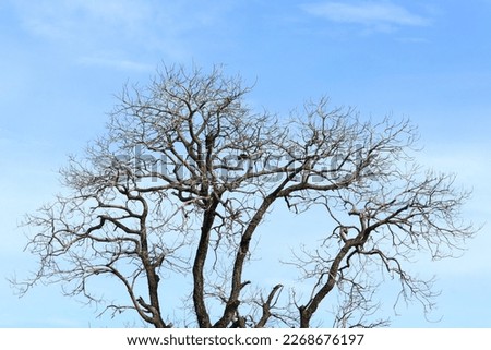 Dry and branched tree branches. Selected focus