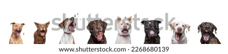 shelter dogs on an isolated background studio shot catching treats Royalty-Free Stock Photo #2268680139