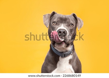 studio shot of a cute dog on an isolated background  Royalty-Free Stock Photo #2268680149