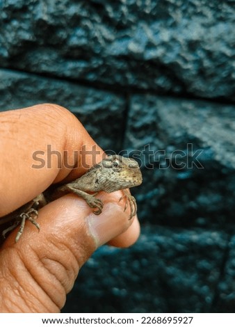 fingers holding a baby chameleon on a black background.