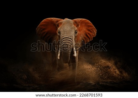 Amazing African elephant with dust and sand on black background. A large animal runs towards the camera. Wildlife scene. Loxodonta africana Royalty-Free Stock Photo #2268701593