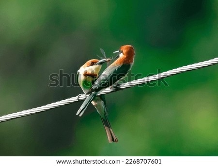 One bird feeding another bird , Bee eaters , Couple of Birds sharing a meal Royalty-Free Stock Photo #2268707601