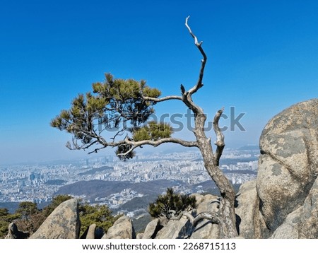 beautiful pine tree on blue sky background