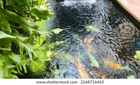 Minimalist koi fish pond, pond with a small waterfall, suitable for the backyard of the house.