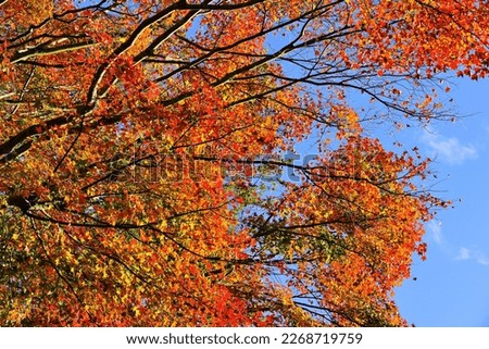Close-up of colorful maple leaves in autumn