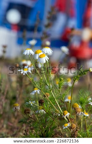 Close-up of chamomile in the meadow on background of oil pumps in the summer