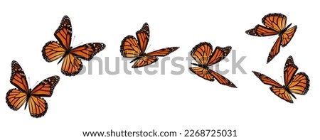 Beautiful monarch butterfly flying isolated on white background.