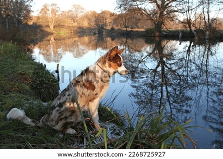 A tri coloured red merle border collie stood on a river bank, Surrey, UK. 