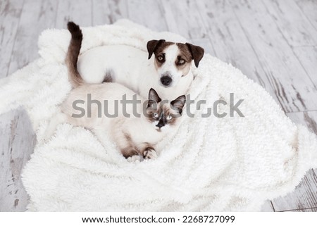 A white dog and gray cat lie together resting on white cozy blanket. Dog jack russell and kitten snow shu look at the camera, pets at home