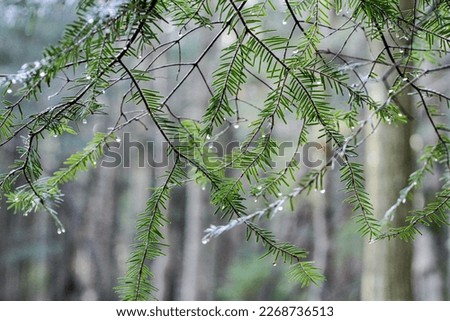 a look through the branches of spruce with drops after the rain. Background, wallpaper