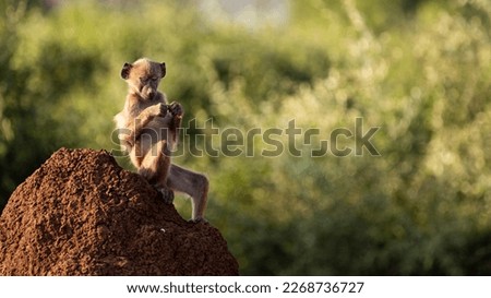 young chacma baboon sitting on a termite mound in golden light