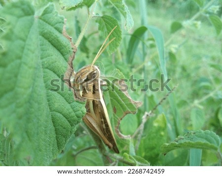 This is a picture of a grasshopper perched on a tree in a farmer's field