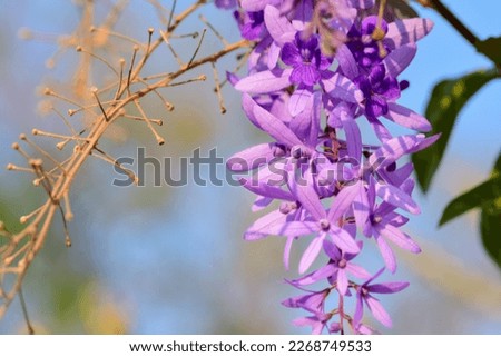 purple bouquet on tree and green background