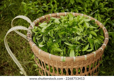 The bamboo basket is full of young, fresh green shoots that have just been picked. Mountain agriculture. Background for advertising product contains ingredients from green tea leaves Royalty-Free Stock Photo #2268753413