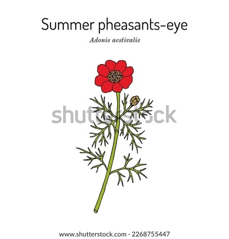 Summer pheasants-eye (Adonis aestivalis), ornamental and medicinal plant. Hand drawn botanical vector illustration