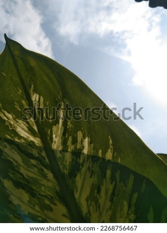 green leaf with the shadow under the sky