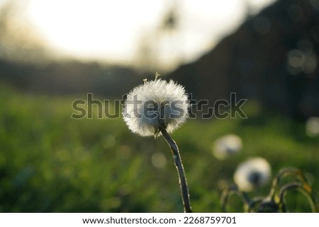 Taraxacum officinale or the dandelion is well known for its yellow flower heads that turn into round balls of many silver-tufted fruits that disperse in the wind. It is captured during Spring 2022.