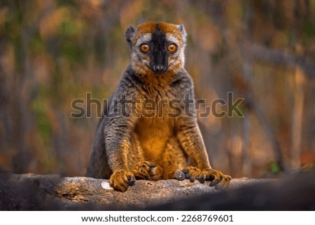 Lemur detail close-up portrait. Red-fronted brown Lemurs, Eulemur fulvus rufus, Kirindy Forest in Madagascar. Grey brown monkey on tree, in the forest habitat, Endemic i Madagascar. Wildlife nature. Royalty-Free Stock Photo #2268769601