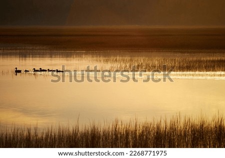 This photo captures the serene beauty of a marsh with tall grass and calm water. The natural scenery conveys a sense of peace and tranquility in wetland environments.