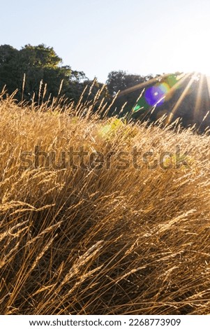 The landscape of a golden grassland during sunrise, the glowing sun shines on grass flowers swaying in the wind, forest blurred in the background. Selective focus.