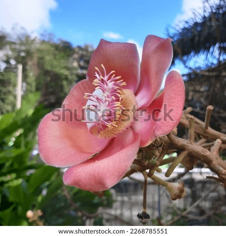 Couroupita guianensis, known by a variety of common names including cannonball tree, is a deciduous tree in the flowering plant family Lecythidaceae native to the tropical forests of Central America 