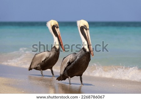 Two pelicans resting on the sand of the Atlantic ocean beach. Wild birds on blue waves background Royalty-Free Stock Photo #2268786067