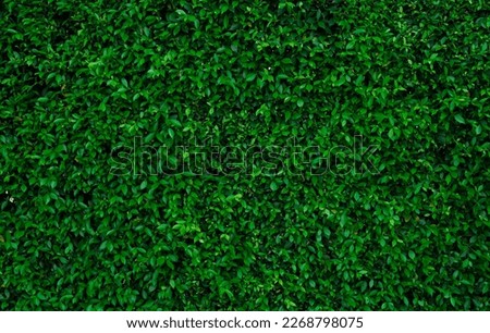Small green leaves in hedge wall texture background. Closeup green hedge plant in garden. Eco evergreen hedge wall. Natural backdrop. Beauty in nature. Green leaves with natural pattern wallpaper. Royalty-Free Stock Photo #2268798075