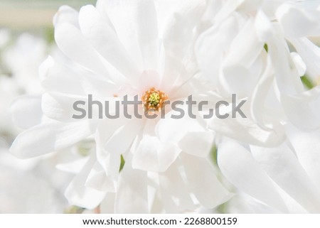 Blooming magnolia tree in spring, delicate white flowers close up, internet springtime banner