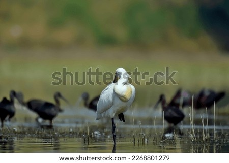 Eurasian Spoonbill (Platalea leucorodia) also know as common spoonbill resting in shallow wetland at noon. 