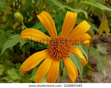 picture of sunflowers in the garden