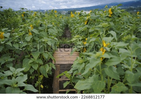 Colorful sunflower grows well on a farmland