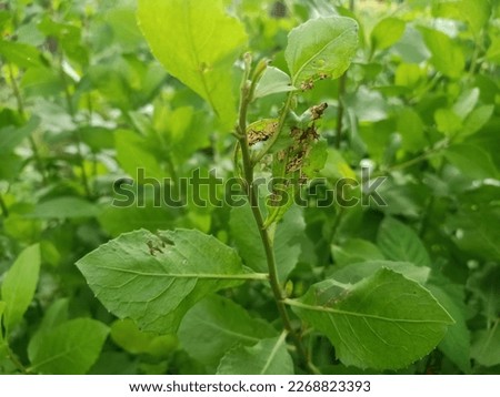 Infected Luntas leaves by worm need recovery as well