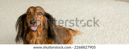 Red longhaired dachshund looking at camera with open mouth and tongue out banner, adorable small sausage dog on fluffy floor, doxie portrait close up, one friendly hound, domestic pet animal alone
