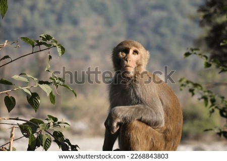 Rhesus Macaque - Old World Monkeys