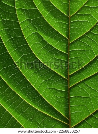 close up green leaf texture, natural background