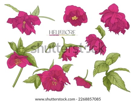 Purple hellebore flowers, the first spring flowering ranunculus. Spring floral motif. Clip art, elements for design. Vector illustration. In art nouveau style, vintage, botanical style