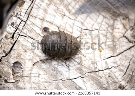 Turkmen cockroach - turtle. A striped cockroach that sits and crawls on the bark of a tree. Princisia vanwaerebeki, Princisia vanwaerebeki. Insects of the fauna of the animal world.