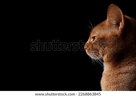 Close-up of a abyssinian cat, profile, isolated on a black background stock photo