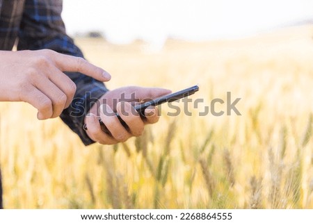 Asian mature man holding a smartphone in his hand and using it technology ads View of golden wheat filed with ripe wheat sunrise and sunset time