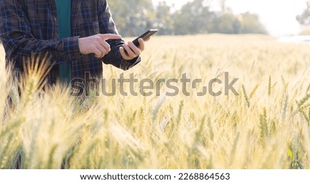 Asian mature man holding a smartphone in his hand and using it technology ads View of golden wheat filed with ripe wheat sunrise and sunset time