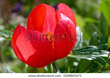 Paeonia peregrina is a perennial plant with red flowers