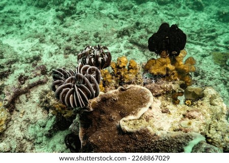 White brown feather Starfish rests on coral reef.